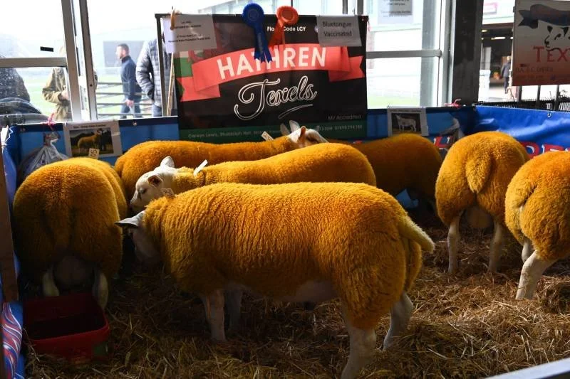 Group of sheep with thick orange wool on display at an indoor event, with a sign reading 'Hammen Tenders' in the background.