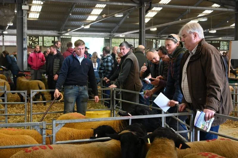 People at a livestock auction, examining sheep in an indoor farm setting.