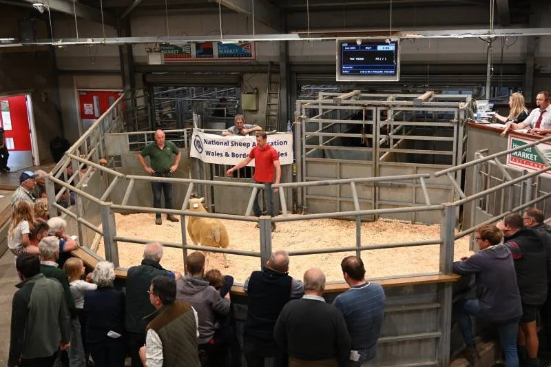 A sheep auction at a livestock market with a crowd gathered around a circular pen, where a sheep is displayed. Auctioneers and officials are inside the pen, with spectators around the outside watching.