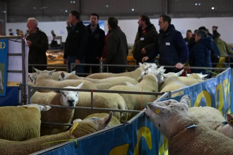 People viewing sheep in an indoor livestock exhibition