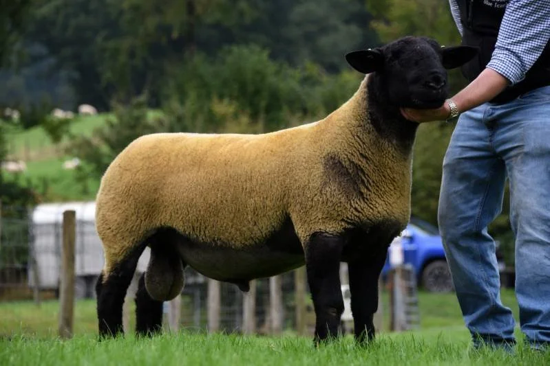 A sheep with a black face and legs standing on grass, being held by a person wearing blue jeans and a checkered shirt, with a rural background.