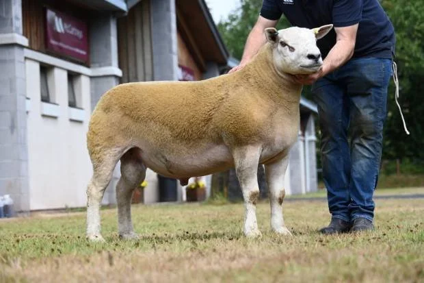A sheep with the body of a sheep and the face of a cow, standing on grass, held by a person in a black shirt and blue jeans, in front of a building with trees in the background.