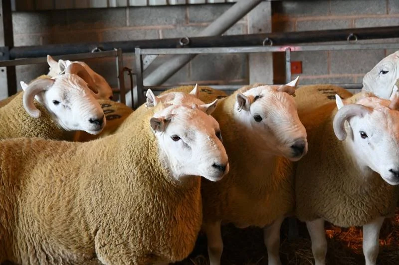 A group of sheep in a barn with a brick wall background.