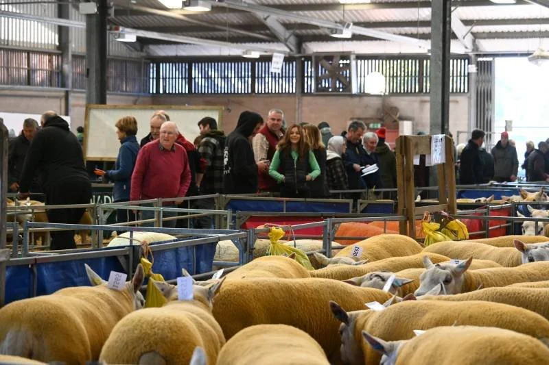 People walking and viewing sheep at an indoor livestock exhibition or fair.