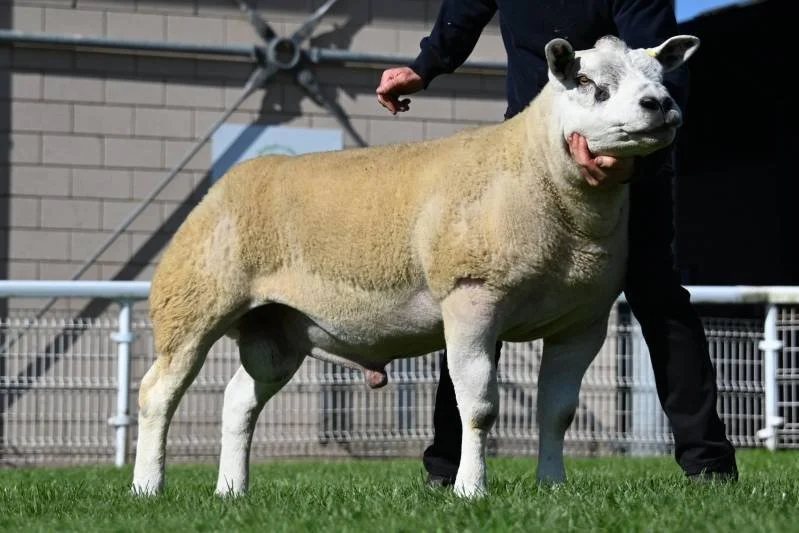 A person handling a sheep with a sheep's head and body resembling a dog's face.