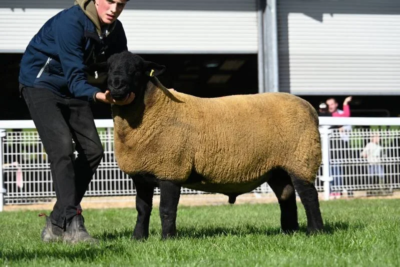 Young man holding a sheep's head at a sheep show on a grassy field, with a fence and barn in the background.