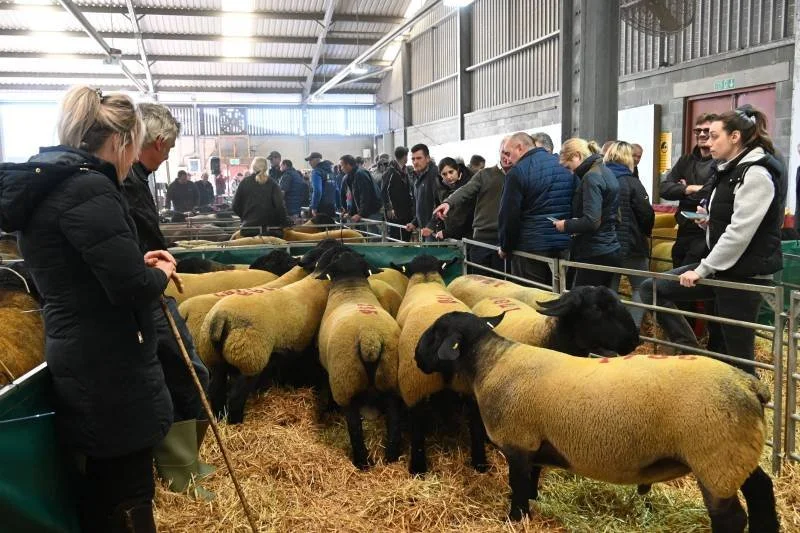 People observing sheep in an indoor livestock exhibit at a fair or auction.