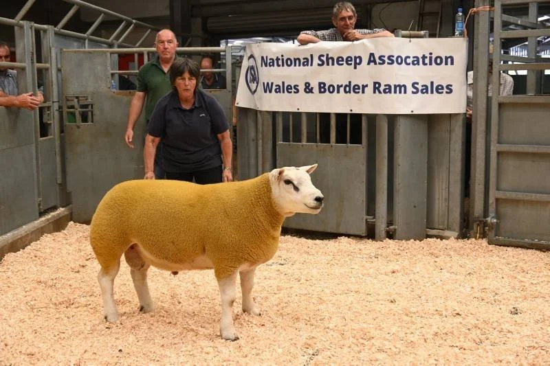 A sheep with an animal's head, standing on wood shavings at the sheep sale, with people and a banner in the background.