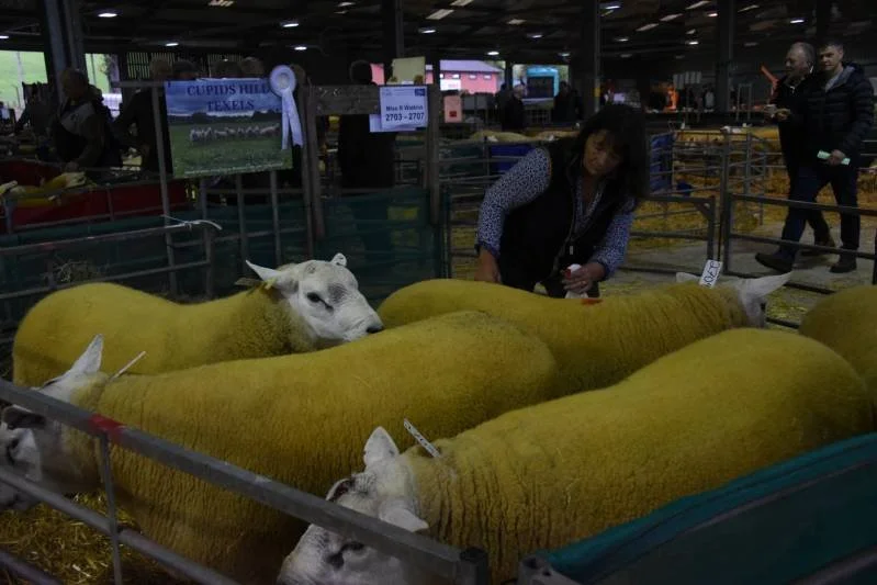 A woman at an animal exhibition with yellow sheep in pens, some sheep are resting while others are standing, with several people walking in the background.