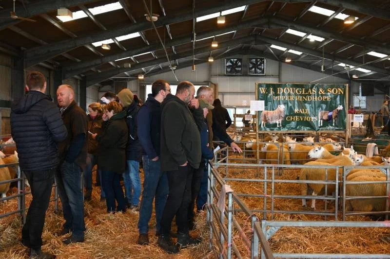 People viewing animals in a covered barn at a livestock exhibition, with a banner reading 'W. L. Douglas & Son Upper Hindhope Kale Cheviots' in the background.