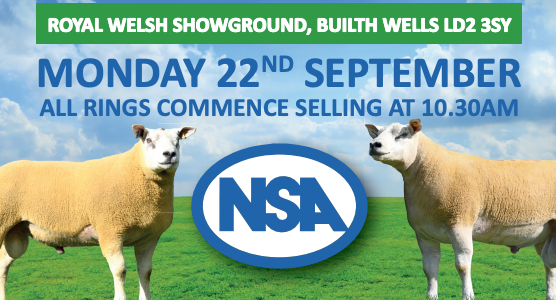 Poster advertising a sheep auction at Royal Welsh Showground on September 22nd at 10:30 AM, featuring two sheep and a prominent NSA logo.