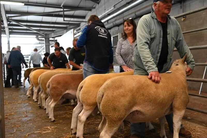 People participating in a livestock show, showcasing their sheep in a line inside a barn or exhibition hall.