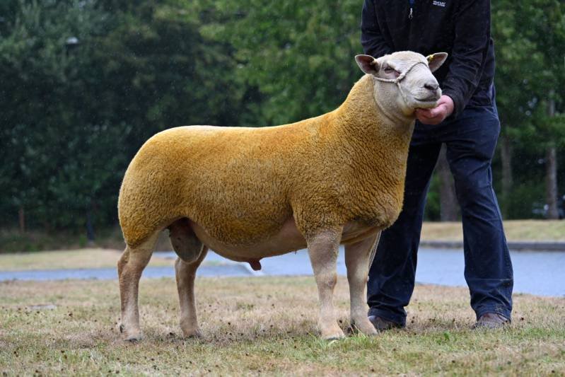 A sheep with the body of a sheep and the face of a sheep, standing outdoors on grass near a body of water, with a person standing beside it.
