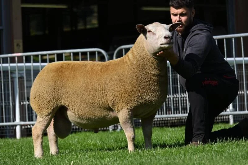 A man kneeling beside a sheep with a thick, curly coat, in an outdoor setting with a grassy area and metal fencing in the background.