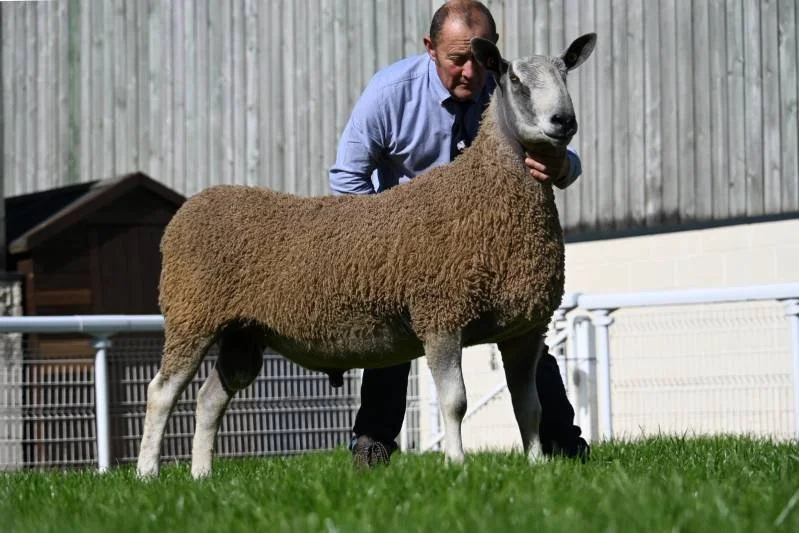 A man holding a sheep with a gray face and woolly brown coat in an outdoor pen, with a wooden fence and a building in the background.