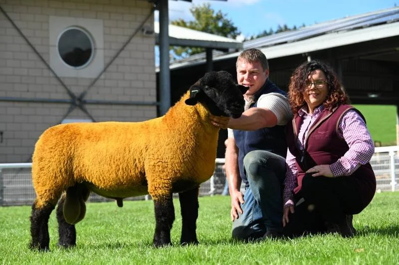 Man and woman kneeling on grass petting a sheep with a black face and golden wool at a farm.