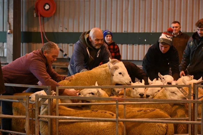 People interacting with sheep and lambs inside a barn or livestock pen.