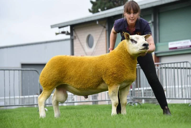 A woman standing next to a sheep with its head replaced by a cow's head, in an outdoor setting with buildings and metal fencing in the background.