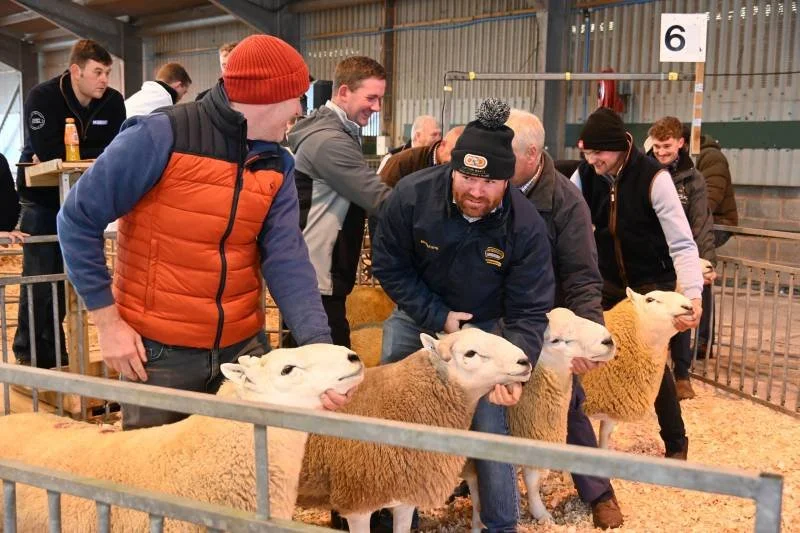 People petting and showing sheep at an indoor sheep exhibition or fair.