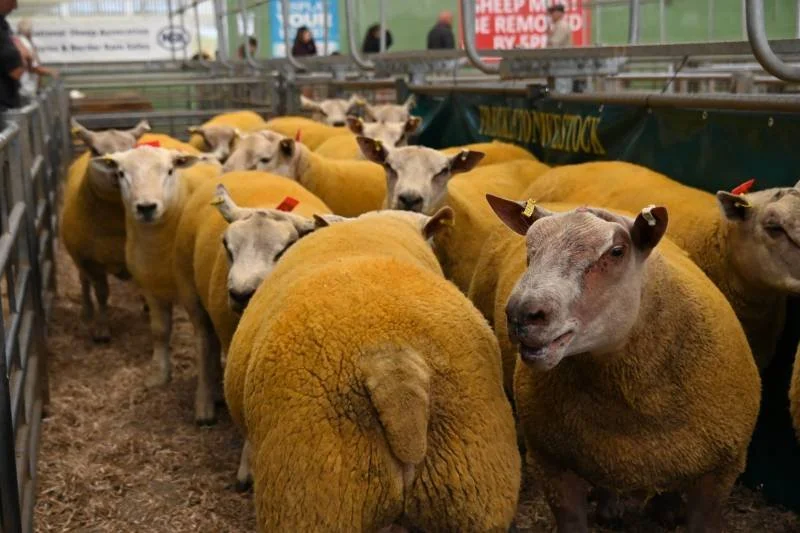 Sheep with the bodies of sheep and the heads of goats gathered in a pen at an exhibition or fair.