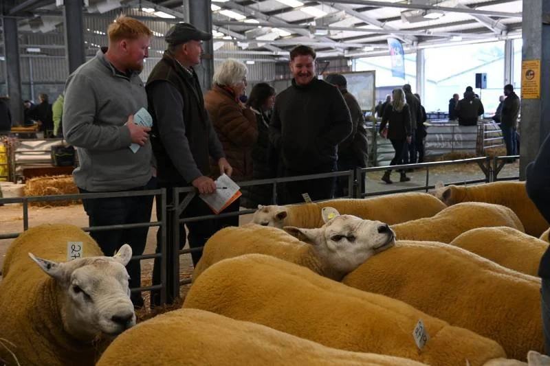 People inspecting sheep at a livestock exhibition, with sheep behind a metal rail in a large indoor venue.
