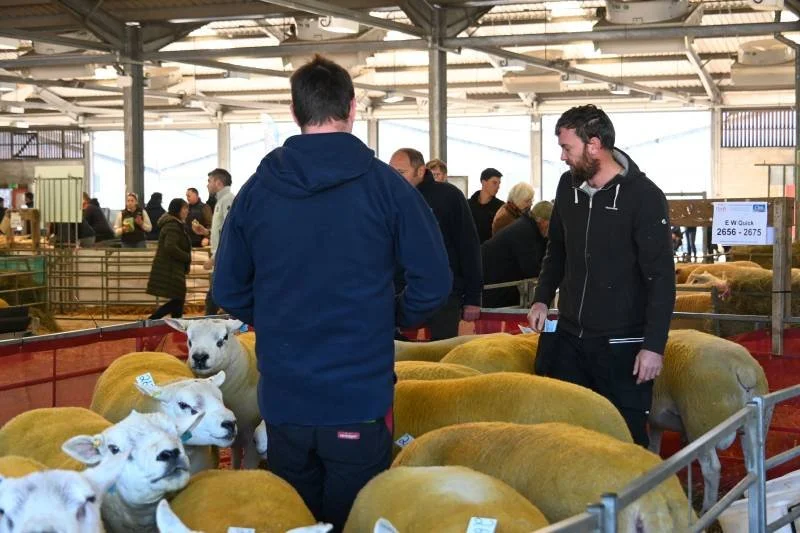 People at a livestock auction viewing sheep and lambs inside a large barn.
