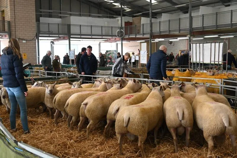 People inspecting sheep at an indoor livestock exhibition.
