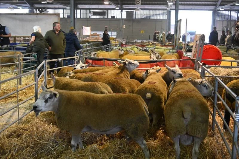 A group of sheep inside a barn at an agricultural show, with spectators observing in the background.