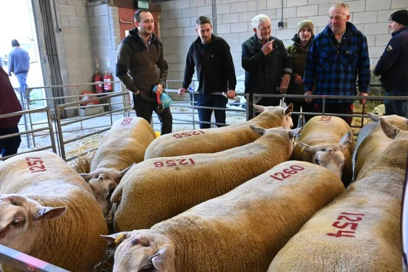 Group of people observing sheep with identification numbers in a barn or livestock facility.