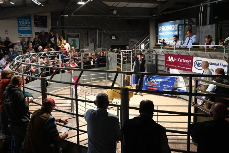 Auction arena with people watching and bidding, with the auctioneer and staff inside, and digital screens displaying advertisements around.
