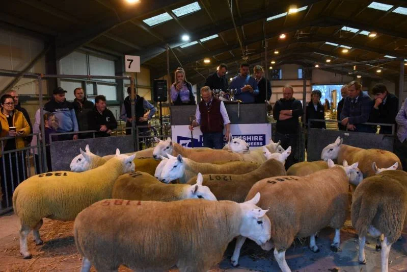 People gathered around a pen of sheep inside a large barn at an agricultural event, with some sheep marked with numbers on their sides.