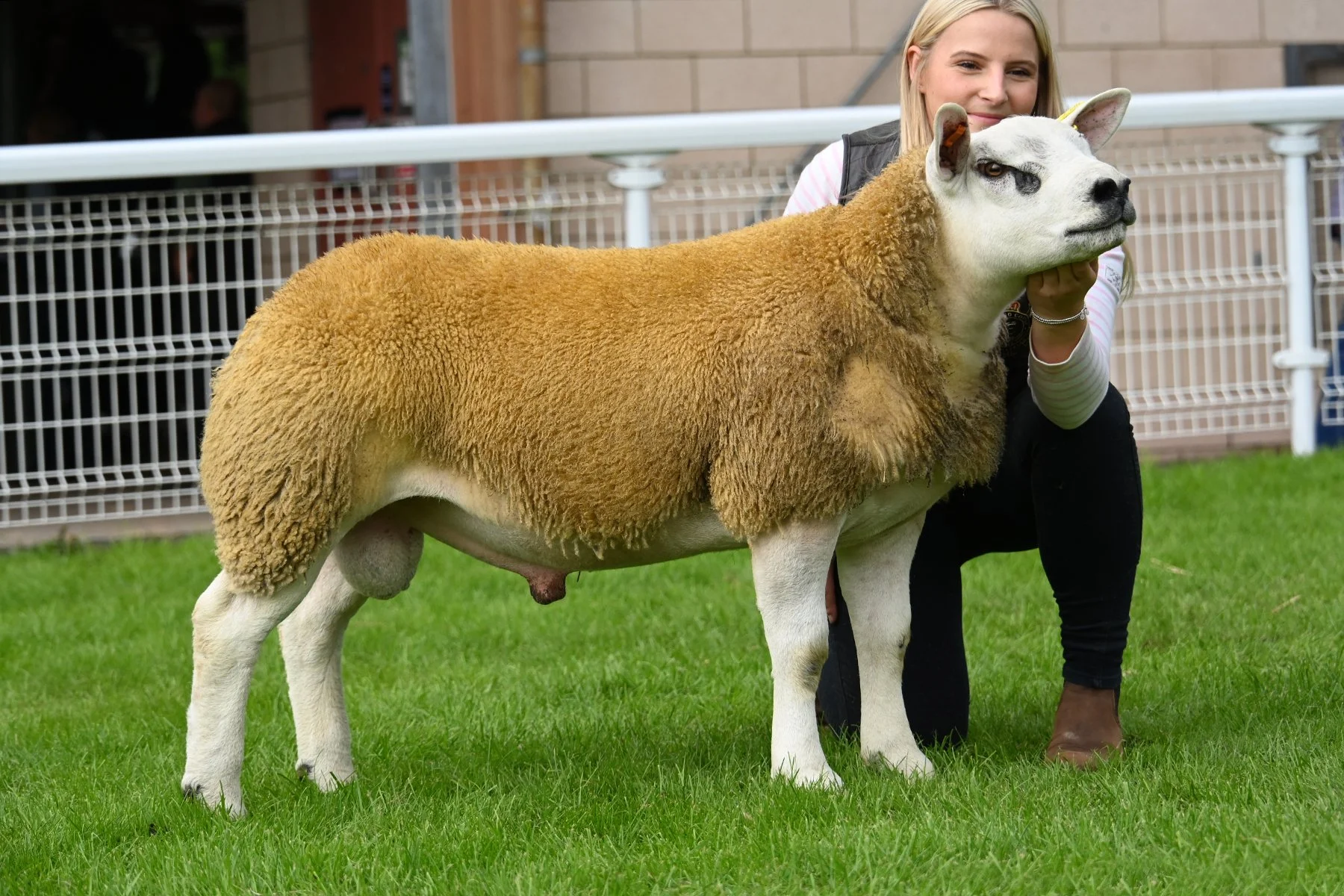 Lot 2810 Ram Lamb 2,000gns from E & I Pearce-Morgan, Swansea..jpg