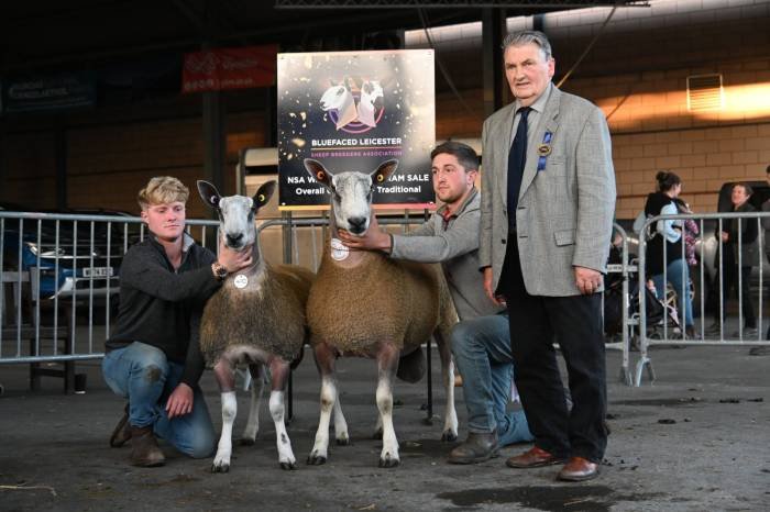 Two young men with two sheep and an older man standing at an indoor animal show, with a sign in the background that reads 'Bluefaced Leicester' and shows sheep.