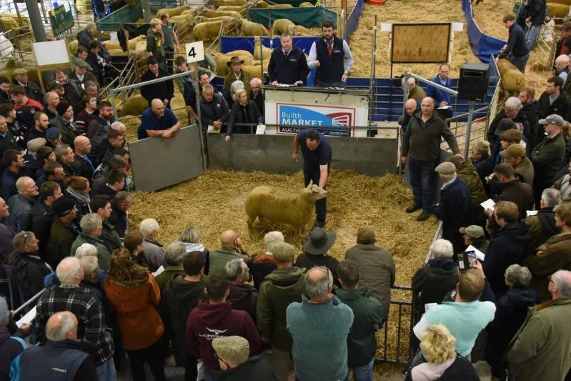 Auction scene at a livestock market with a crowd of people gathered around a sheep in a pen, with auctioneer and staff overseeing the bid.