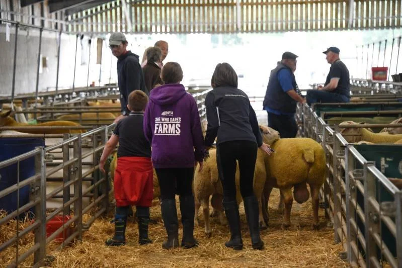 Visitors interacting with sheep inside a barn at a farm event, with some working at a counter in the background.