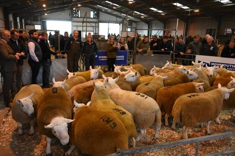 A large group of people observing sheep at an indoor livestock auction, with numbered sheep and banners in the background.