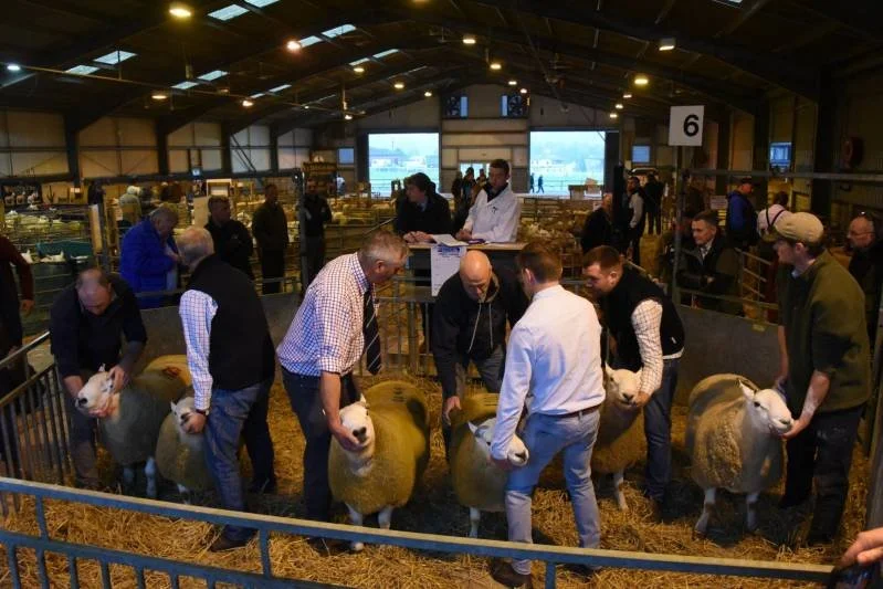 People participating in a sheep judging competition at an agricultural fair or livestock show, inside a barn.