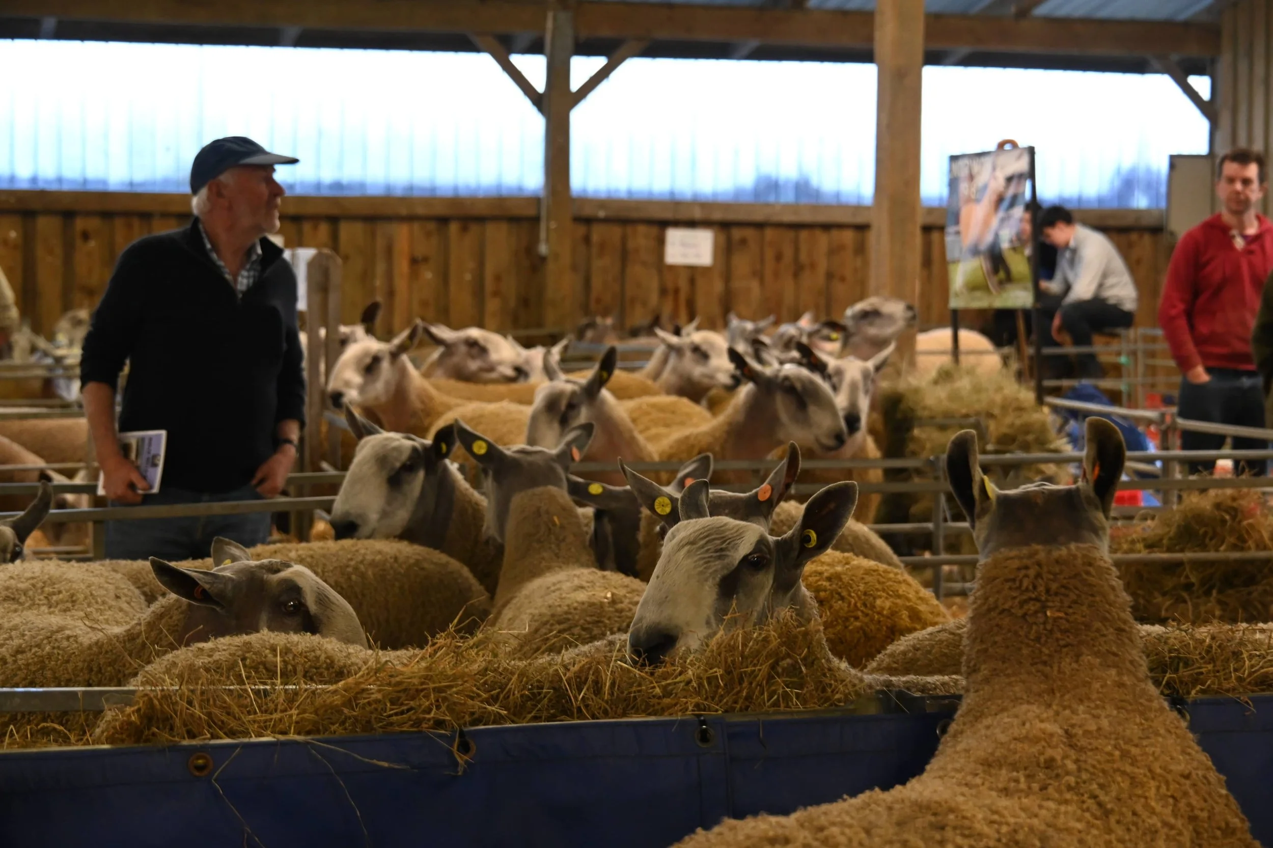 Indoor livestock farm with sheep and goats in pens, with three men observing and walking around.
