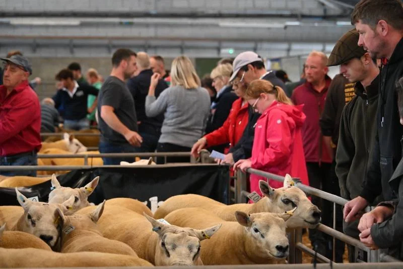 People at an indoor livestock exhibit, observing and examining sheep.