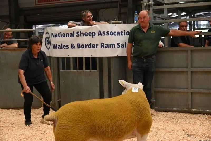 A woman holding a yellow sheep with a numbered tag in an auction ring, with two men and a sign for the National Sheep Association Wales & Border Ram Sale in the background.