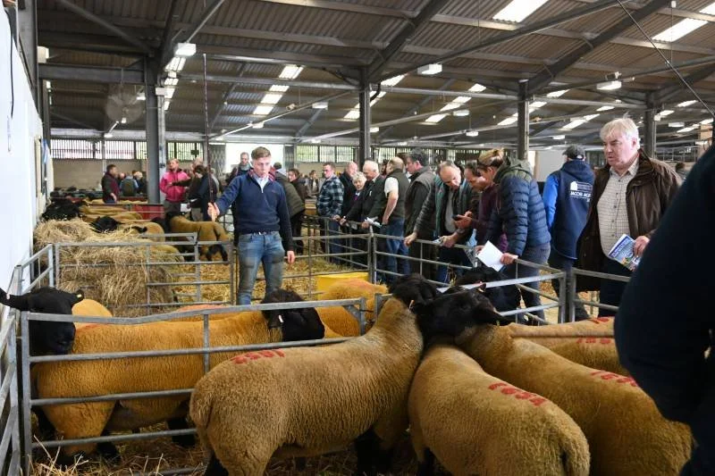 People observing sheep and cattle in a livestock exhibition inside a barn.