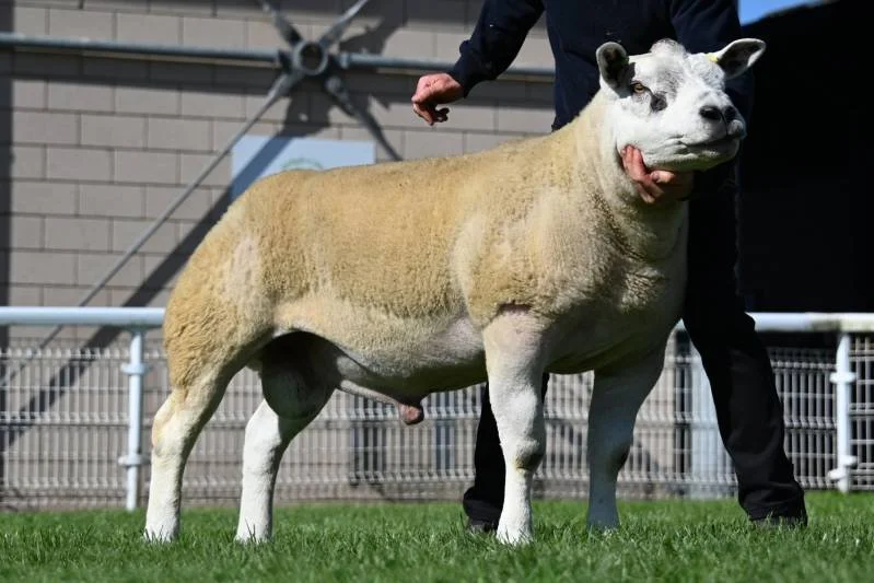 A sheep with the face of a dog being shown in a field, held by a person.