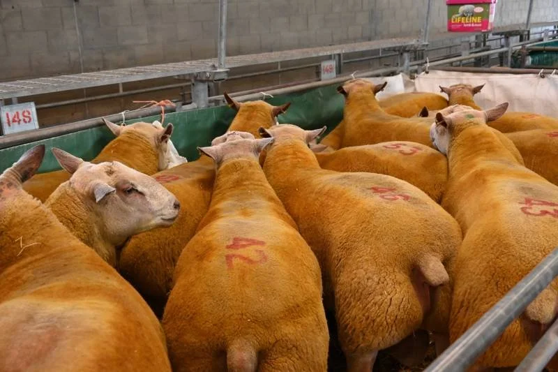 A group of livestock sheep in a pen at a farm or market, with numbers marked on their backs.