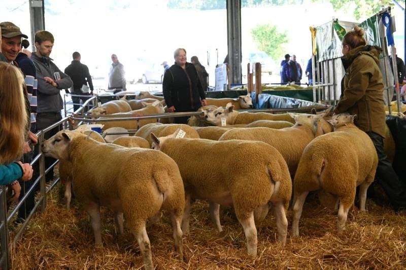 People observing sheep at an indoor livestock exhibition.