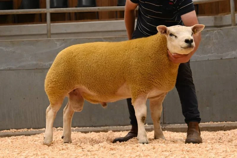 A sheep with a dog's face, being held by a person in black pants and brown boots, standing on wood shavings in a barn.