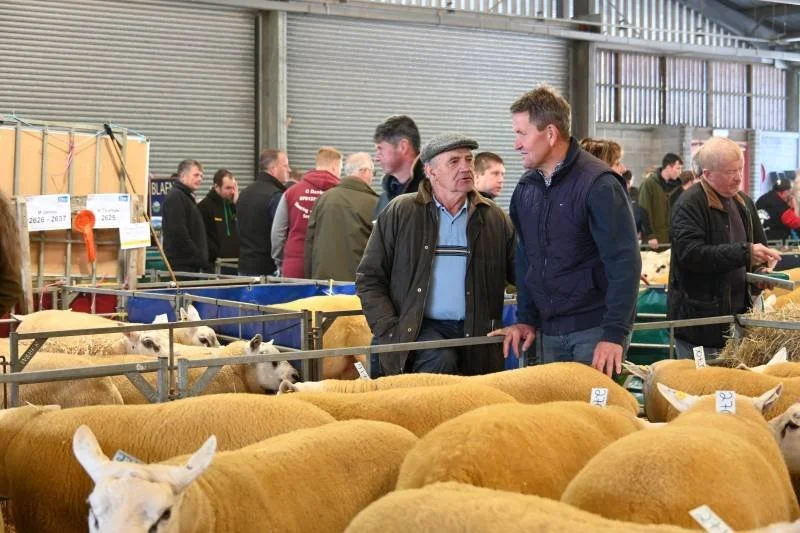 People at an indoor livestock exhibition viewing sheep and cattle in pens.