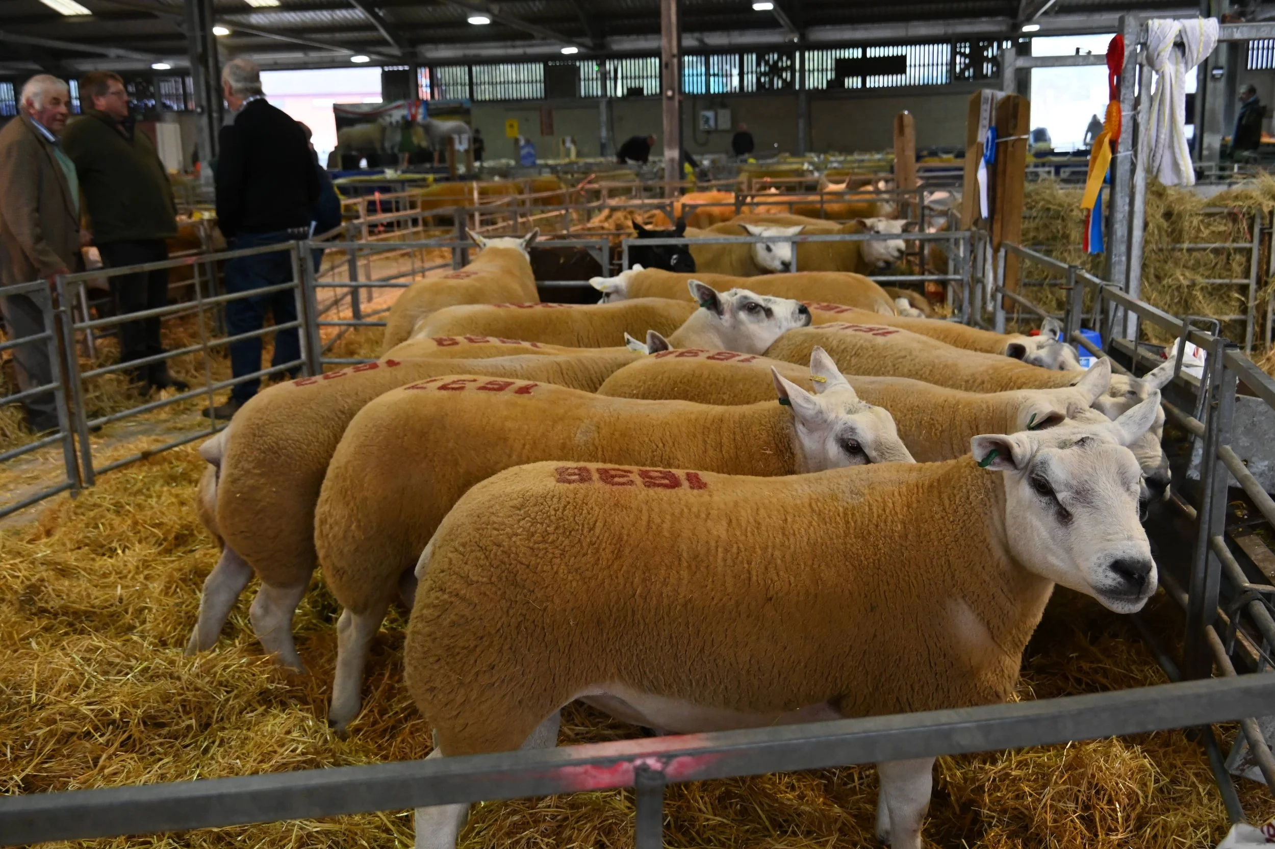 Indoor livestock exhibition with cows in pens, visitors observing the animals, and colorful ribbons on the pens.