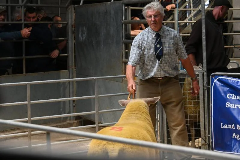 An elderly man in a checked shirt and tie leading a sheep during a livestock auction or show, with several spectators observing.