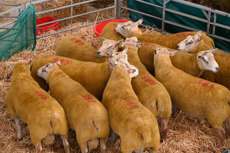 Group of sheep with identification numbers on their backs inside a pen with straw flooring.