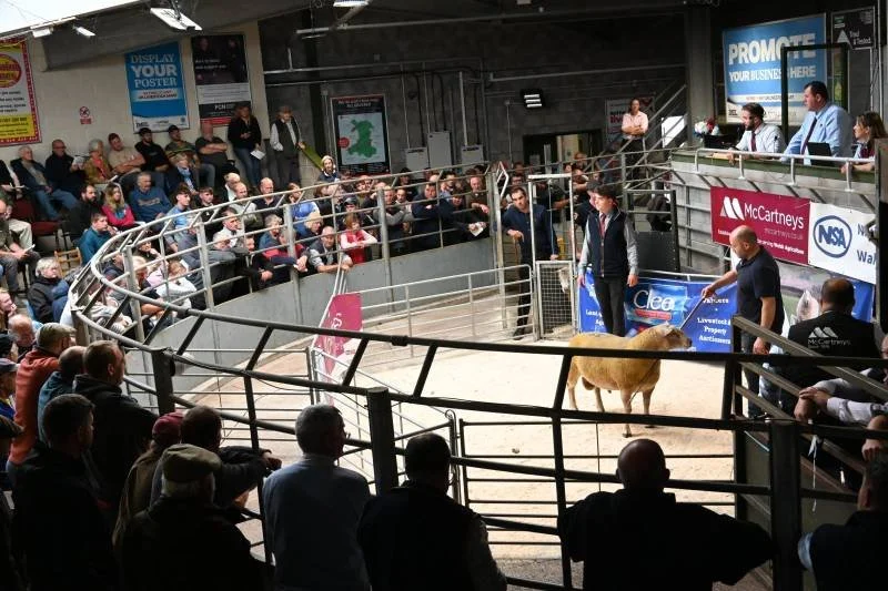 A livestock auction or sale ring with a cow in the center, surrounded by people and spectators, some standing on upper levels, watching the event.